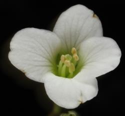 Cardamine megalantha. Top view of flower.
 Image: P.B. Heenan © Landcare Research 2019 CC BY 3.0 NZ
